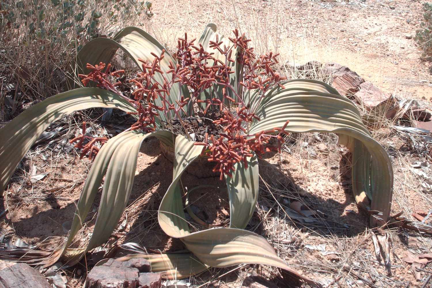 Welwitschia mirabilis