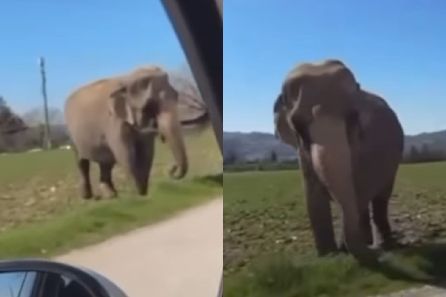 L'éléphant s'échappe du cirque et marche dans les rues de Gubbio