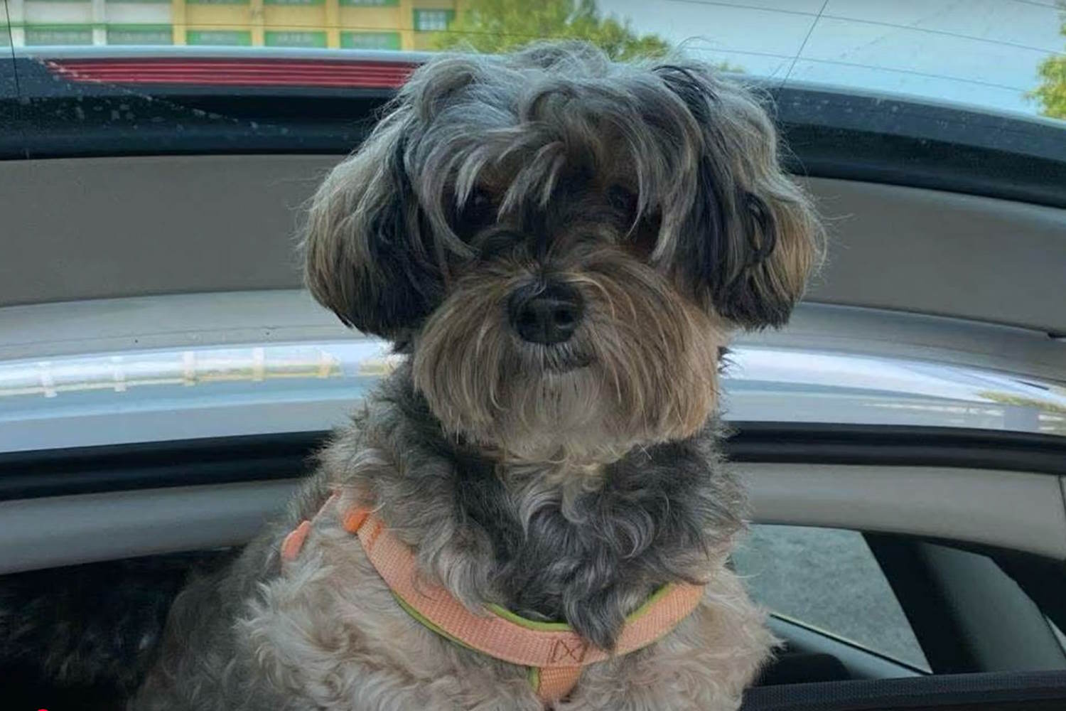 Race contre le temps pour trouver Samira, le chien de Rosalia de Giosa, extrait vivant des décombres de l'effondrement à Bari