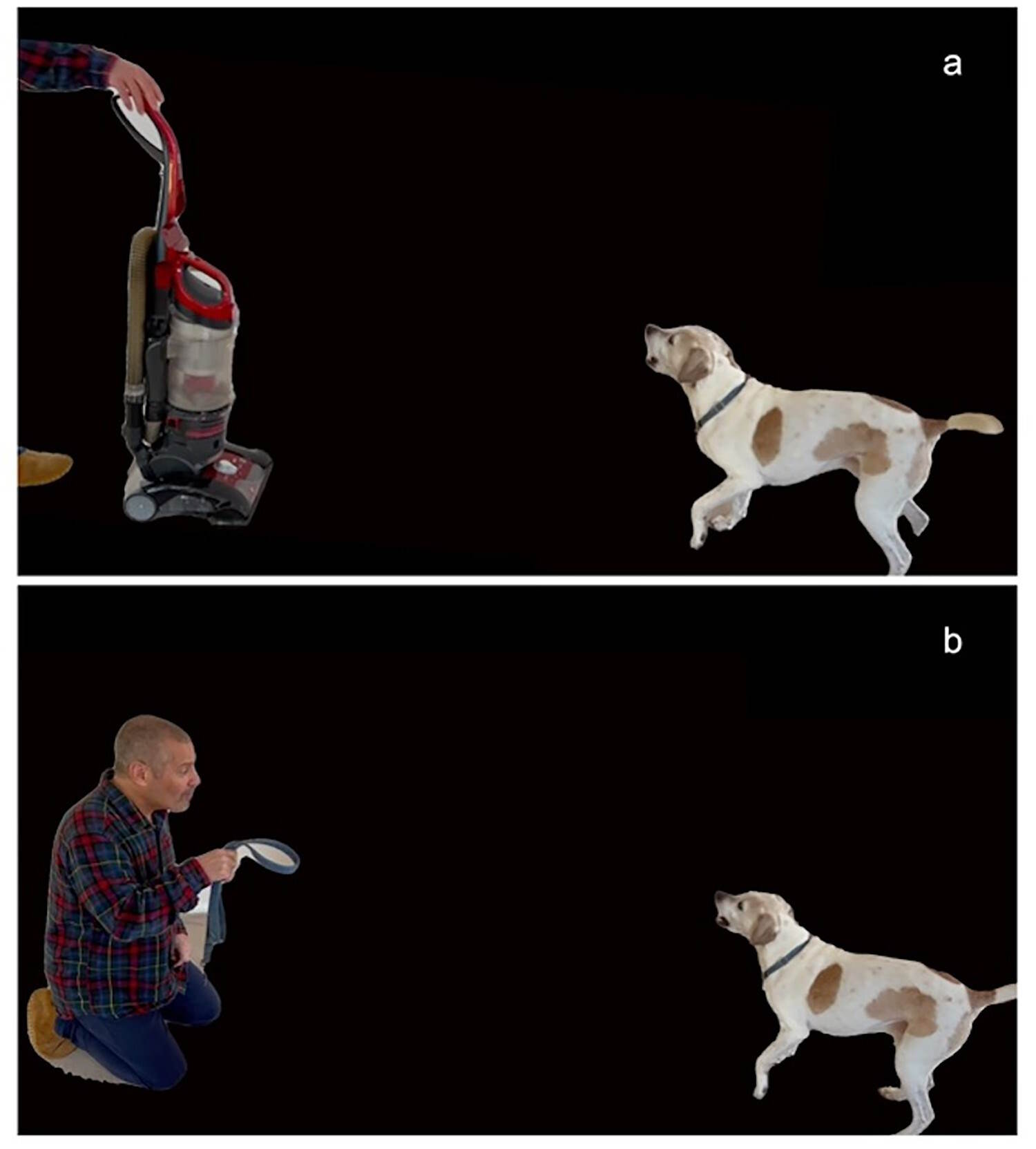 Émotions chiens peu de compréhension humaine