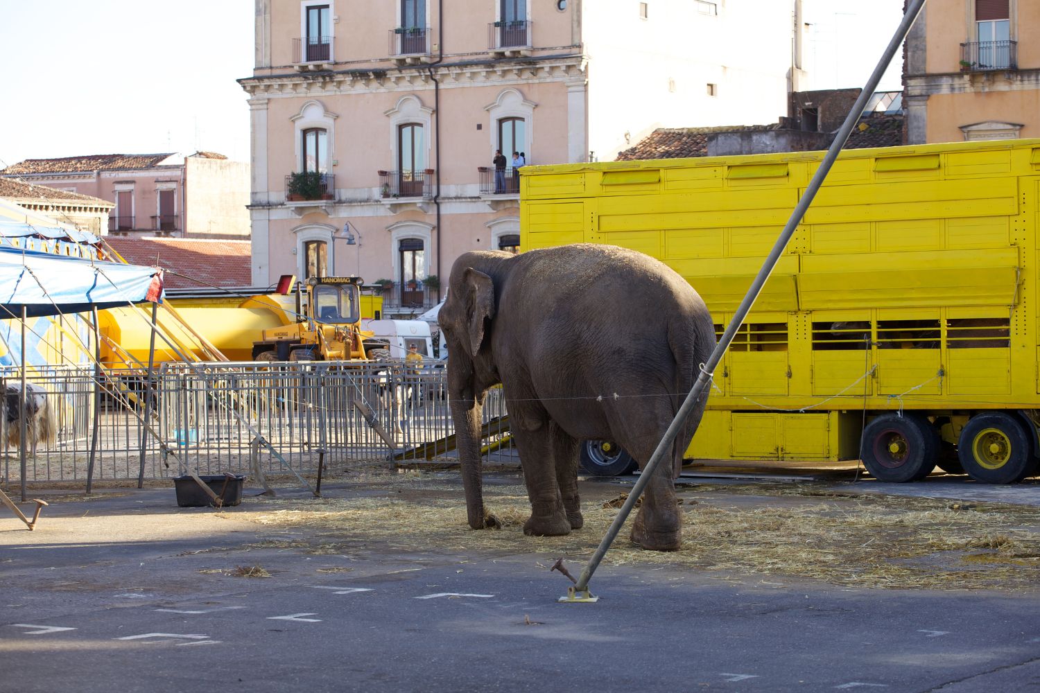 Circo_elefanti