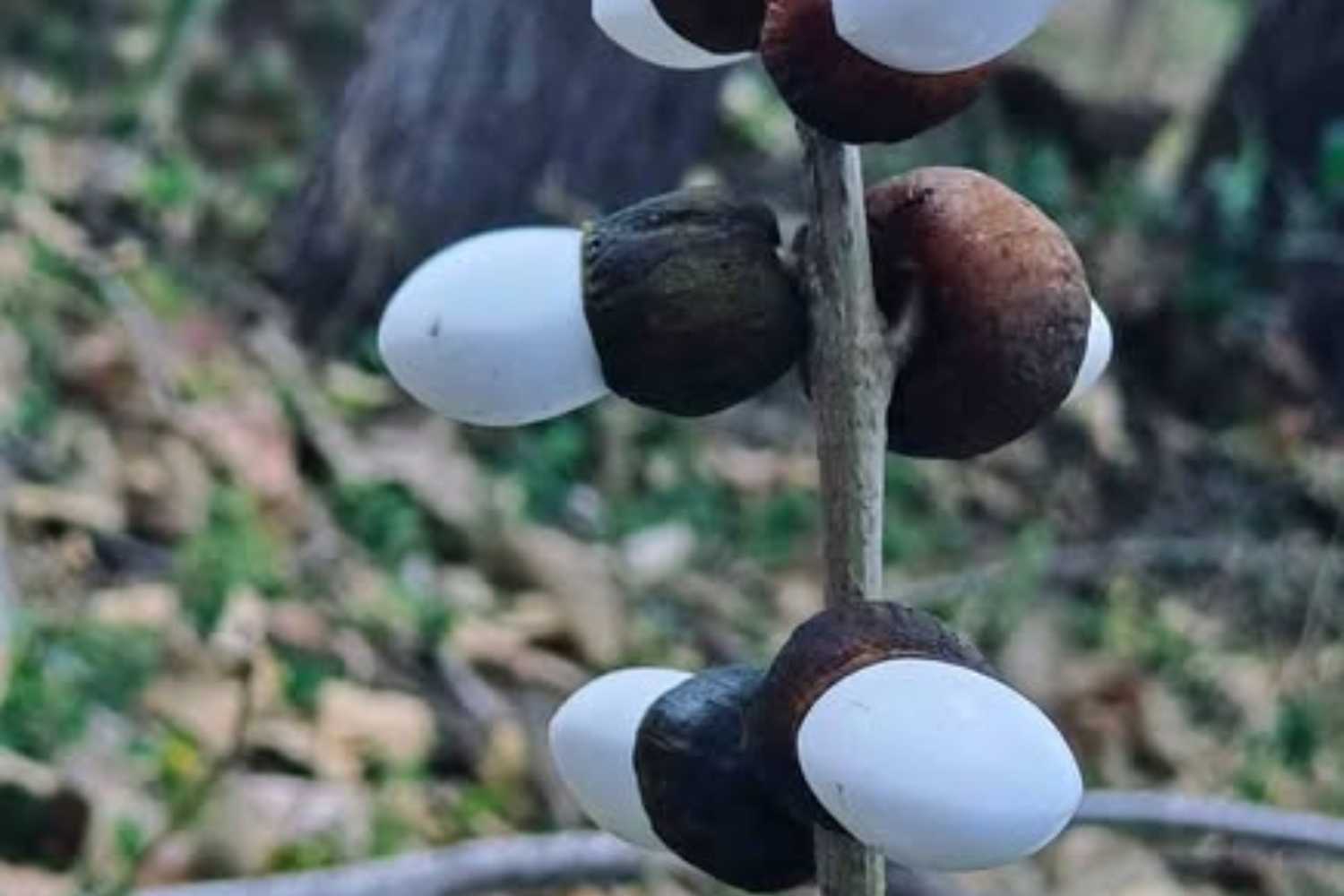 bhilawa bianco