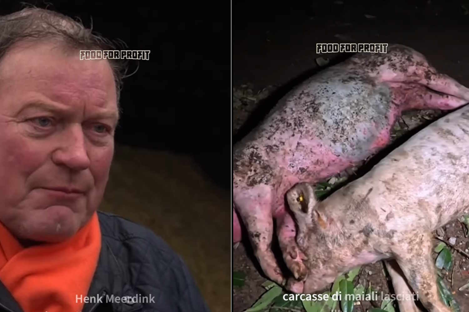 allevamenti paesi bassi