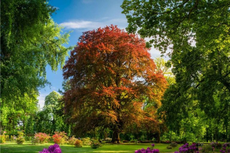 Ce hêtre de 300 ans vient d'être élu 2025 arbre de 2025