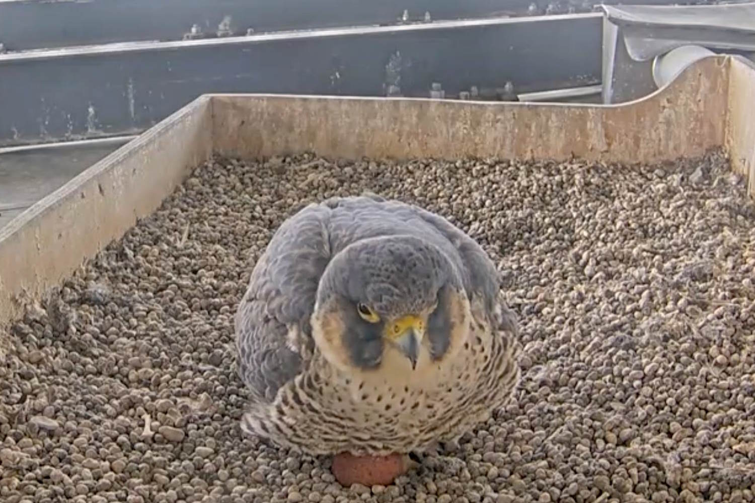 giulia giò falchi pellegrini pirellone uovo