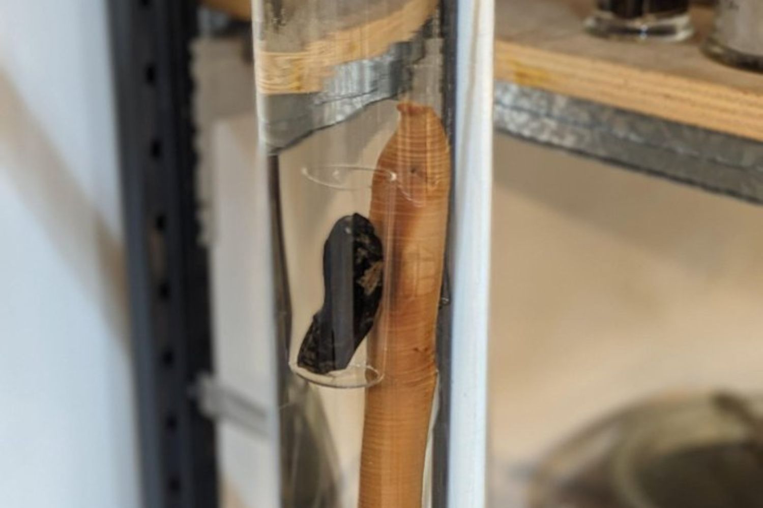 Lombrico_gigante_Megascolides_australis