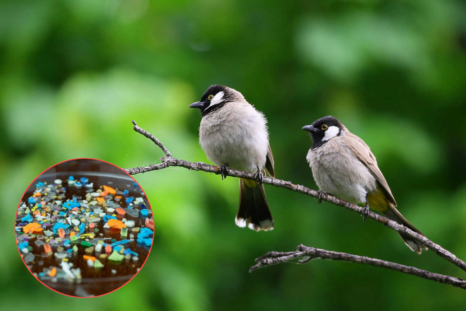 Microplastiche polmoni uccelli