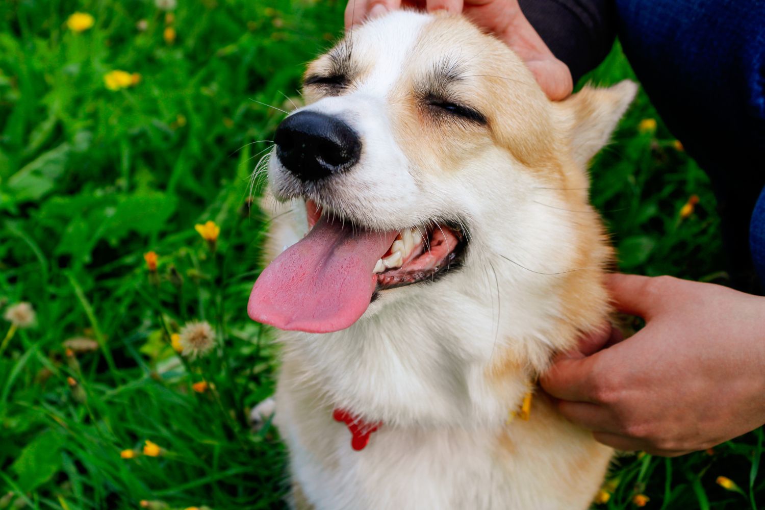 emozioni cani poca comprensione umana