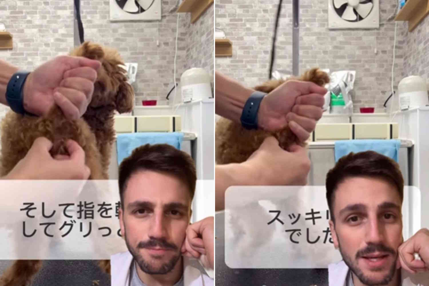 Je suis un vétérinaire et j'explique ce que (pas) faire si le chien a les glandes périanales enflammées