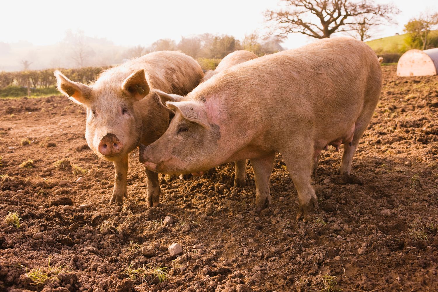 IA per decodificare emozioni animali