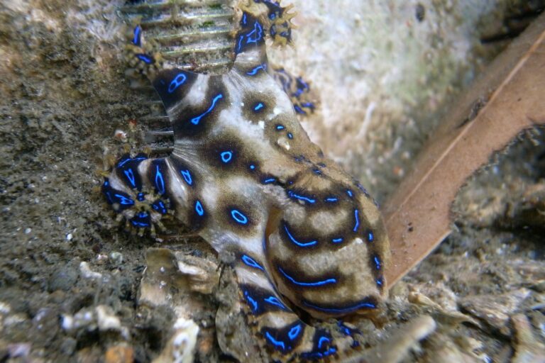 Le secret mortel de la pieuvre mâle à rayures bleues pour éviter d'être dévorée par ses compagnons