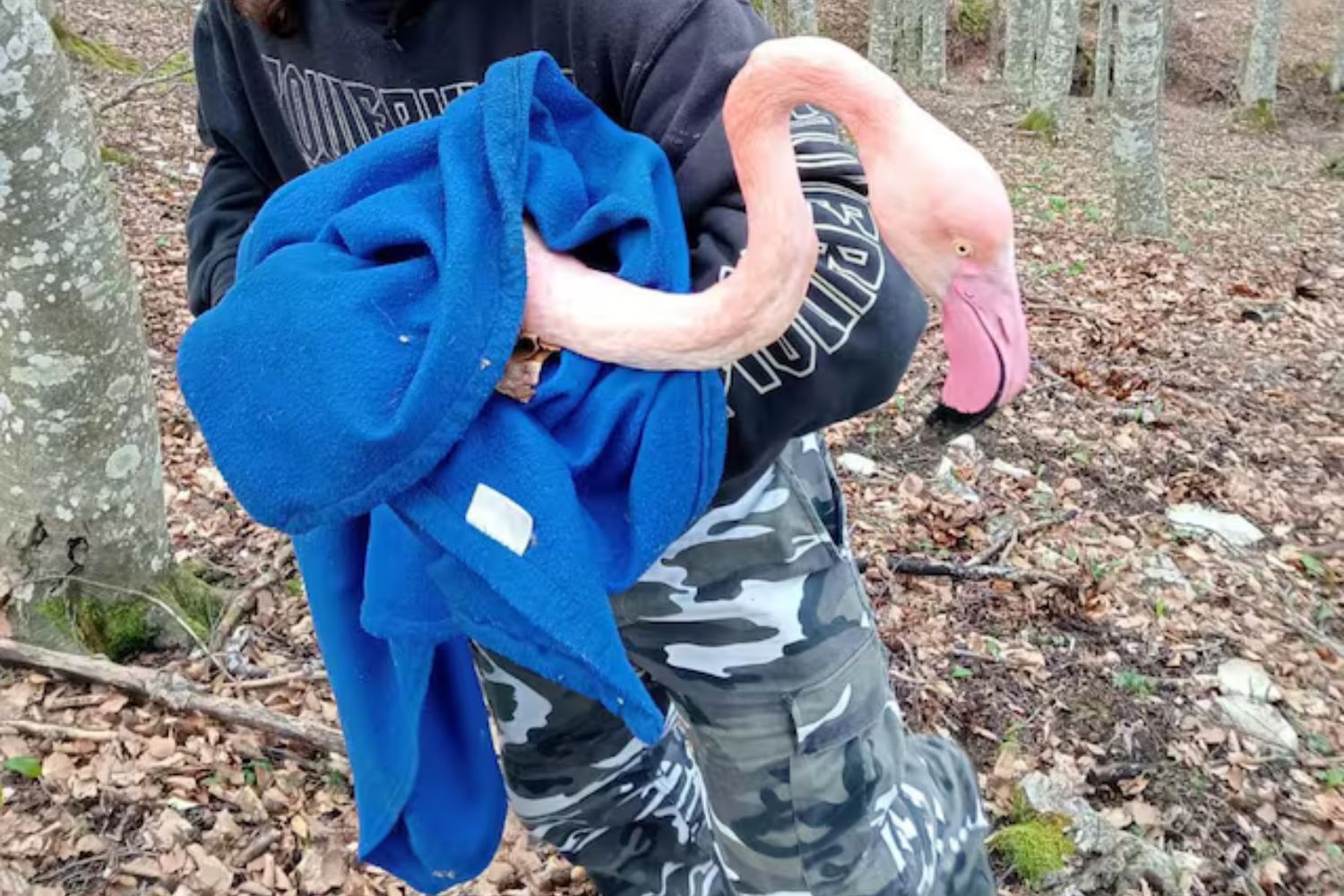 Fenicotteri_schiantati_Marche