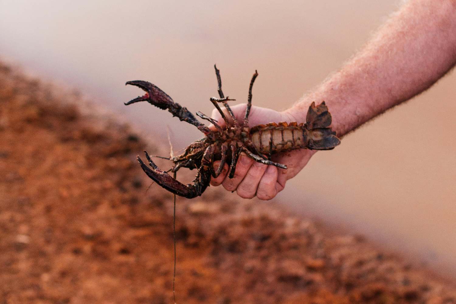Aragosta nel Golfo del Maine