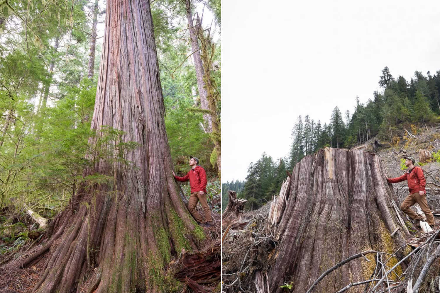 Foreste abbattute Canada