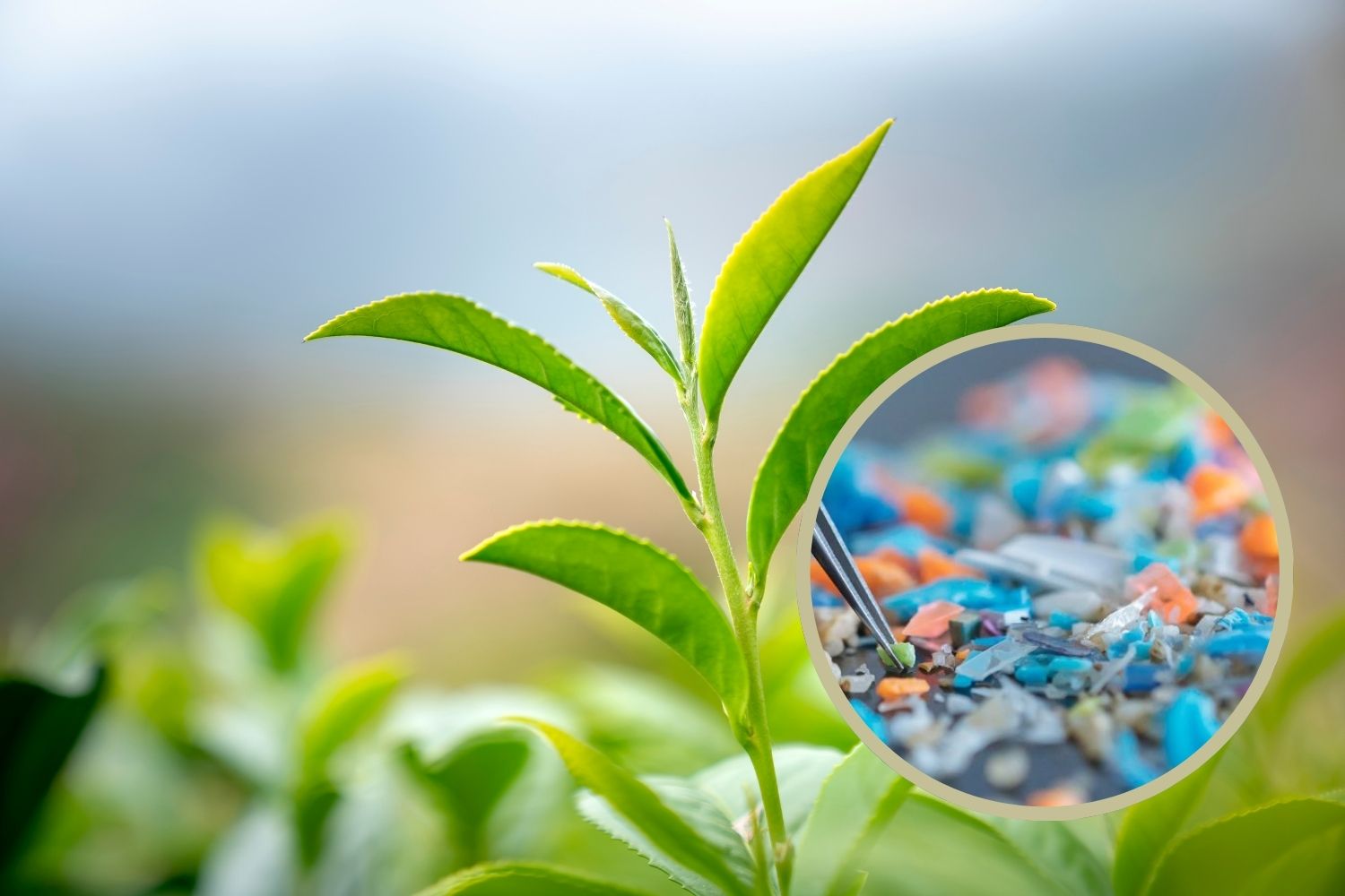 fotosintesi plastica