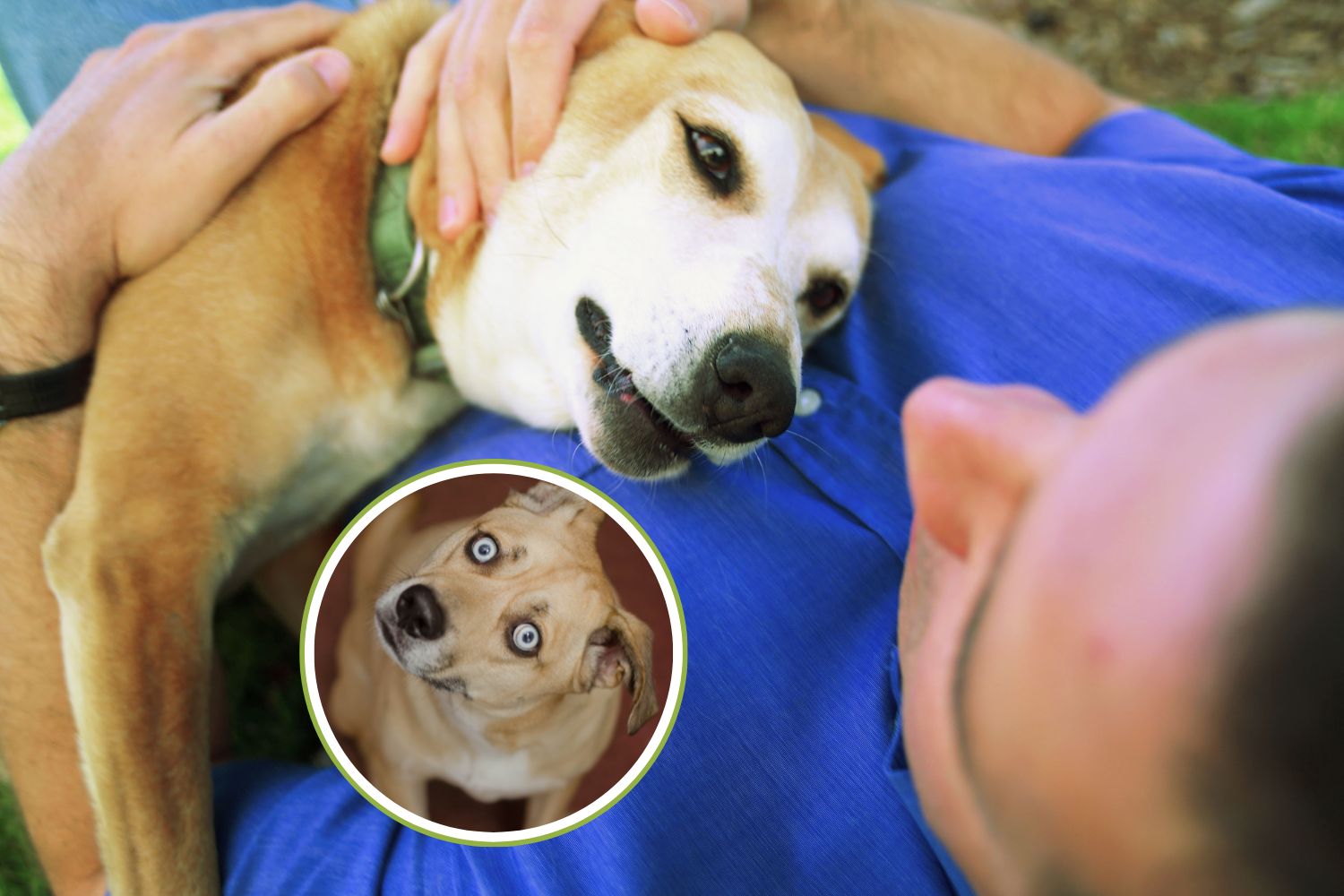 cane linguaggio
