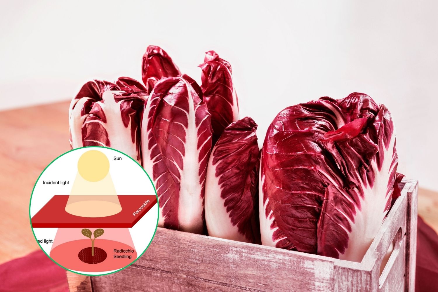 Les toits photovoltaïques agrivoltaïques, semi-transparents à la pérovskite pour faire croître mieux le radicchio