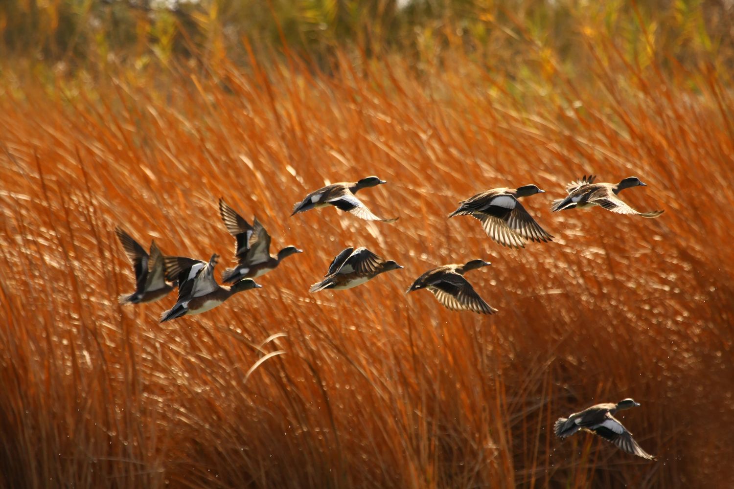 uccelli_migratori_USA