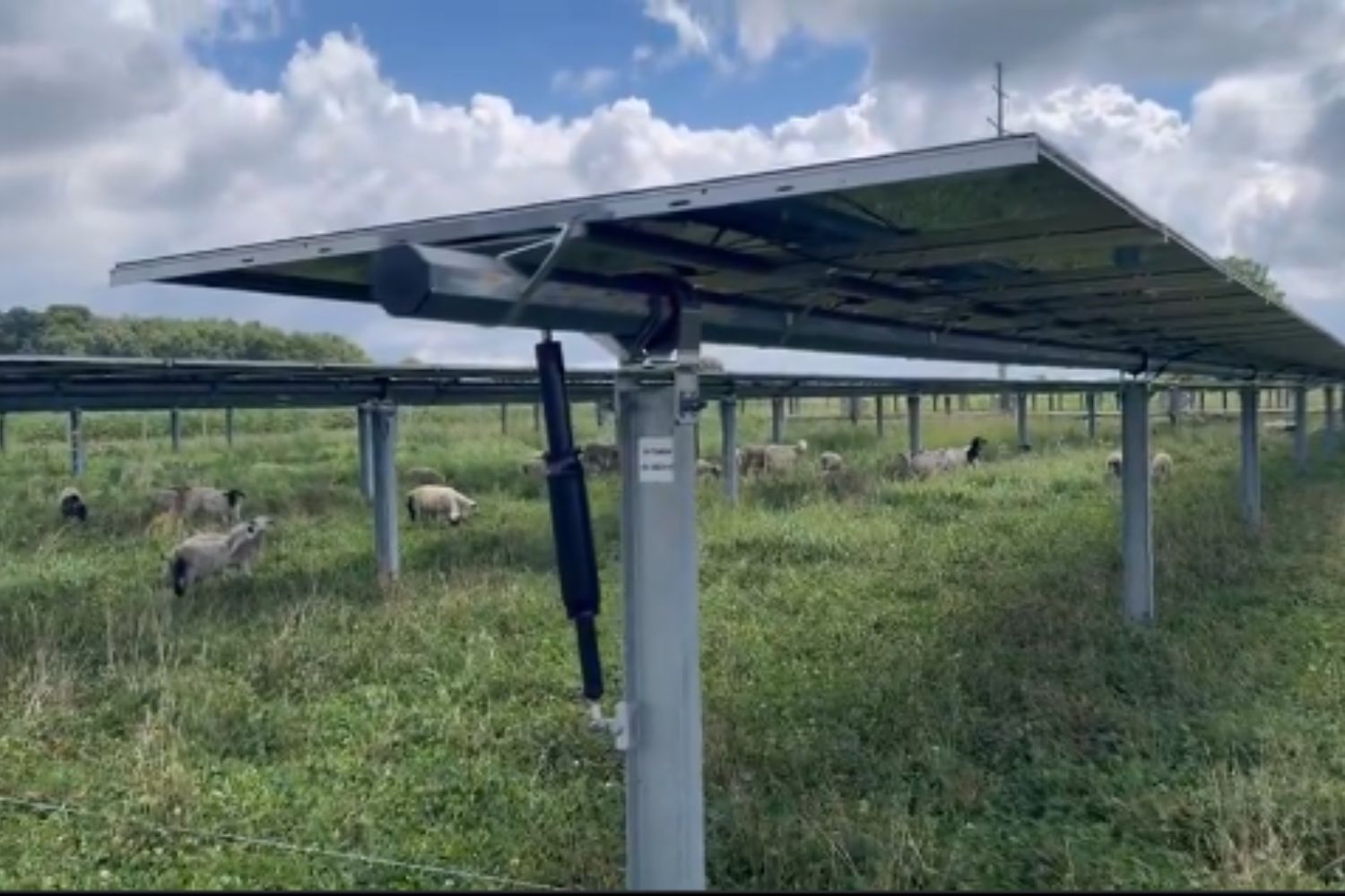 Pascolo_solare_pecore