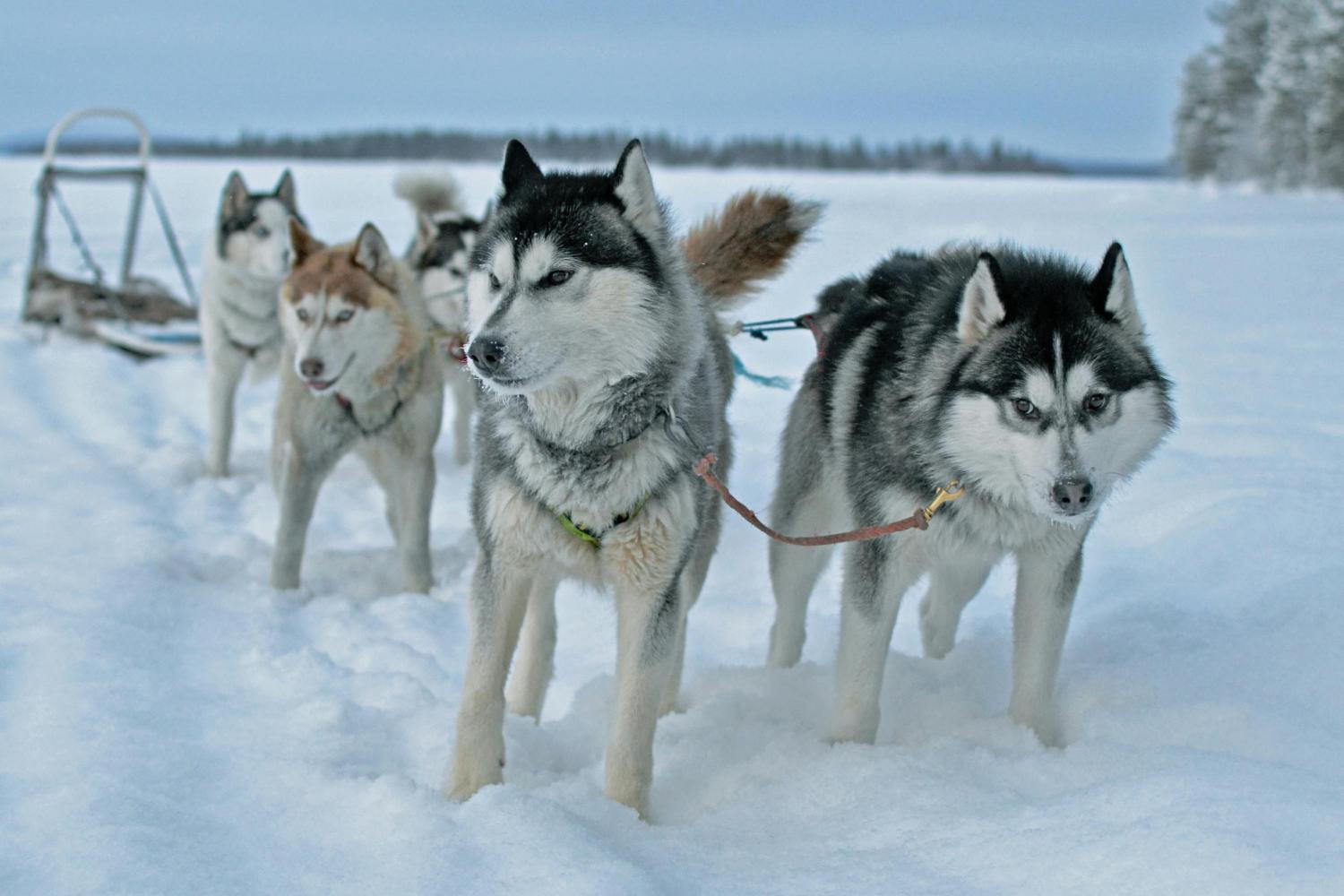 Iditarod