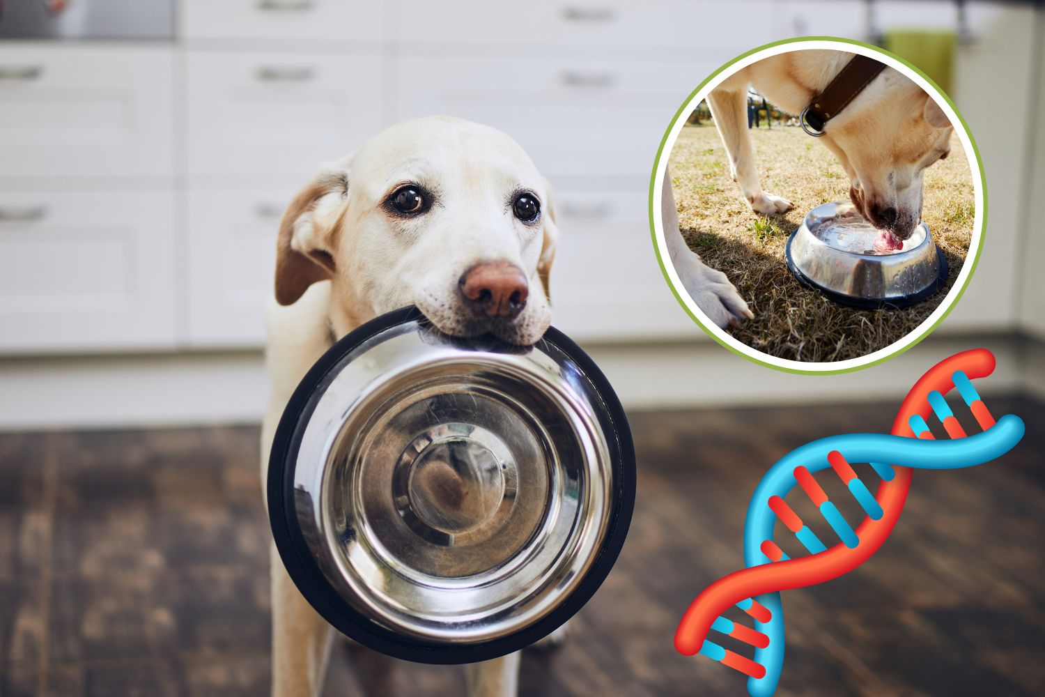 labrador gene