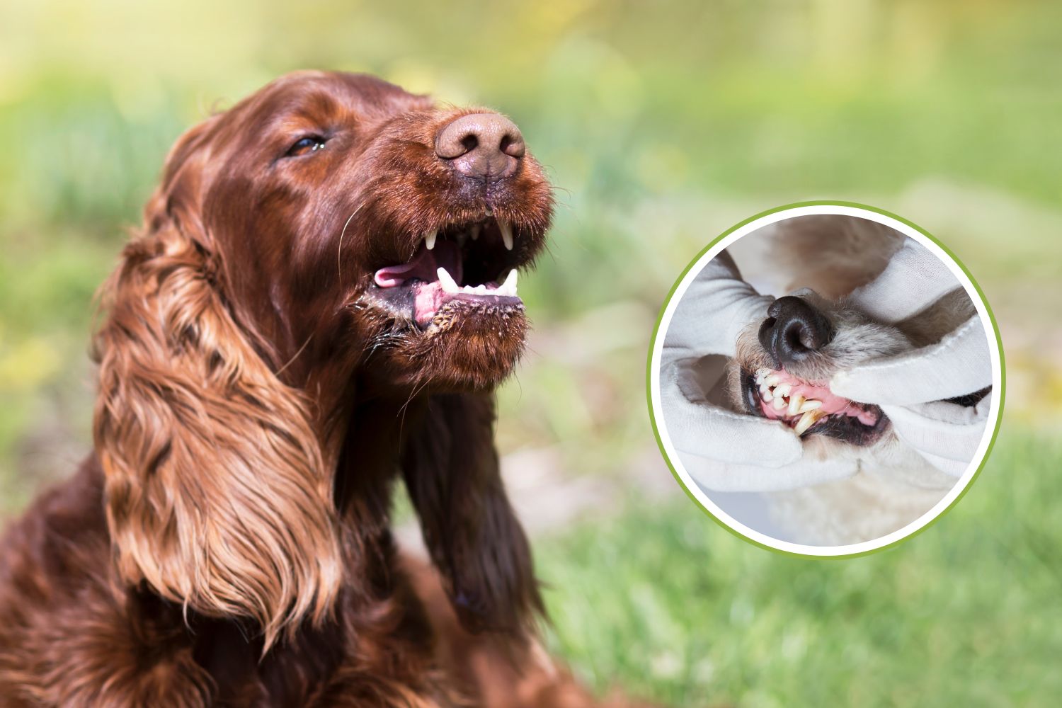cane batte denti