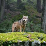 Non à l'assassinat du troisième loup à Bolzano ! La Cour arrête la condamnation à mort : « ce serait un dommage irréversible »
