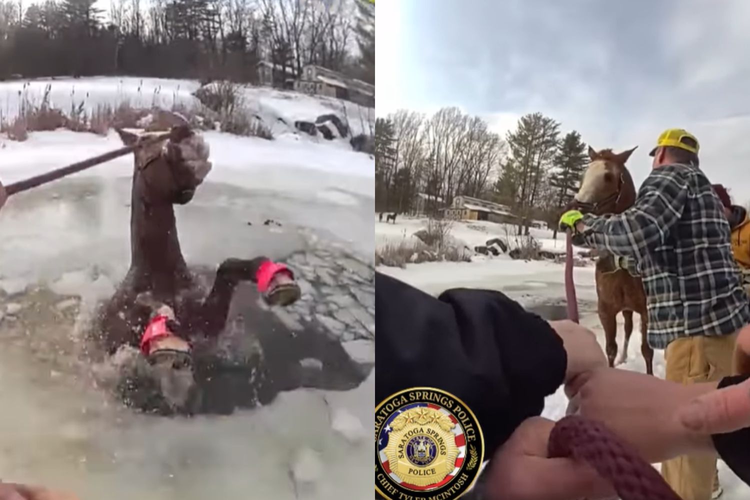 Regardez l'incroyable sauvetage d'un cheval piégé dans un lac gelé (gardez les mouchoirs à portée de main)
