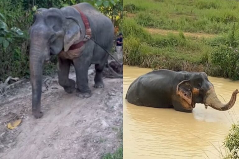 Regardez la transformation passionnante de cet éléphant qui trouve la liberté après plus de 50 ans d'exploitation