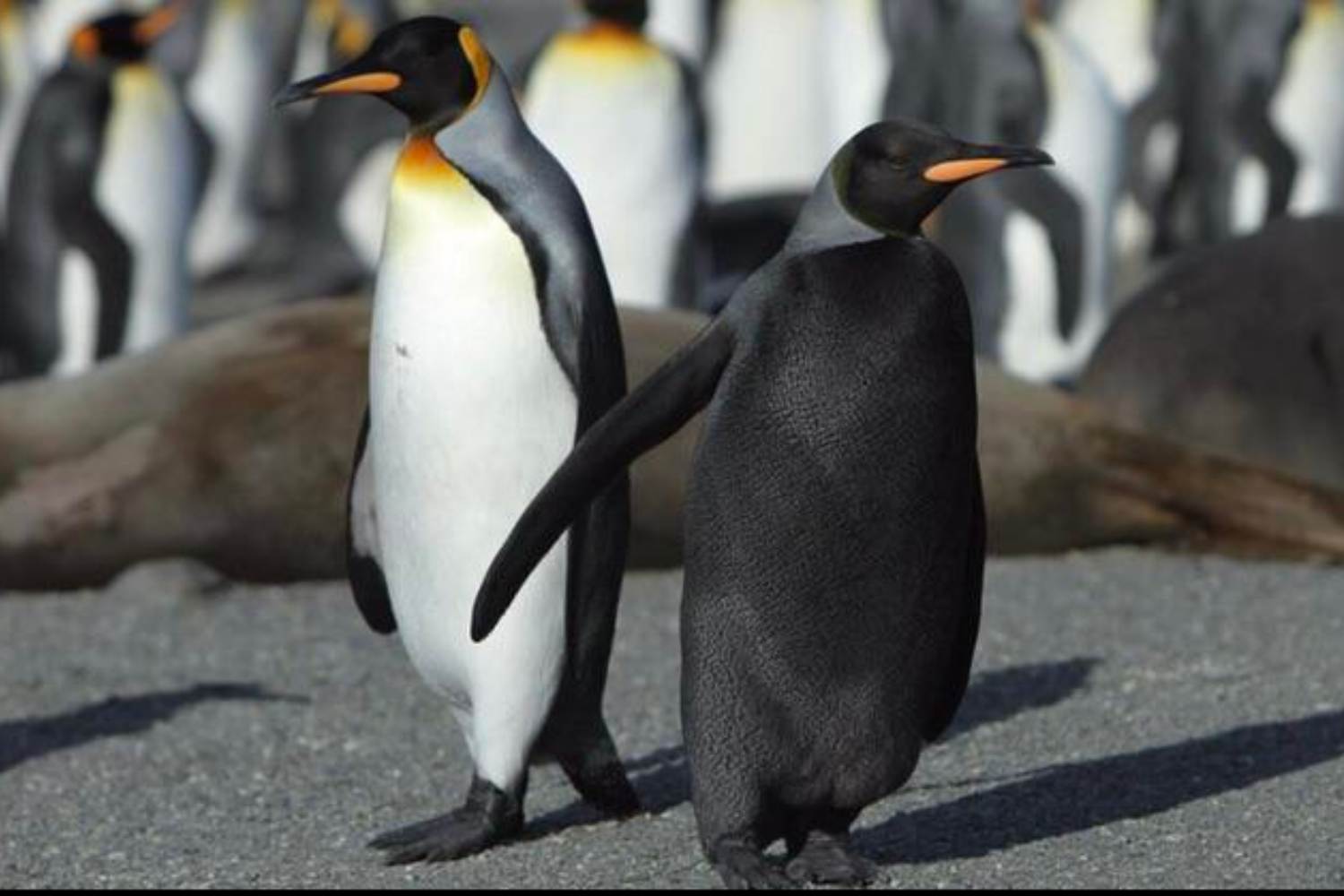 Pinguino melanico