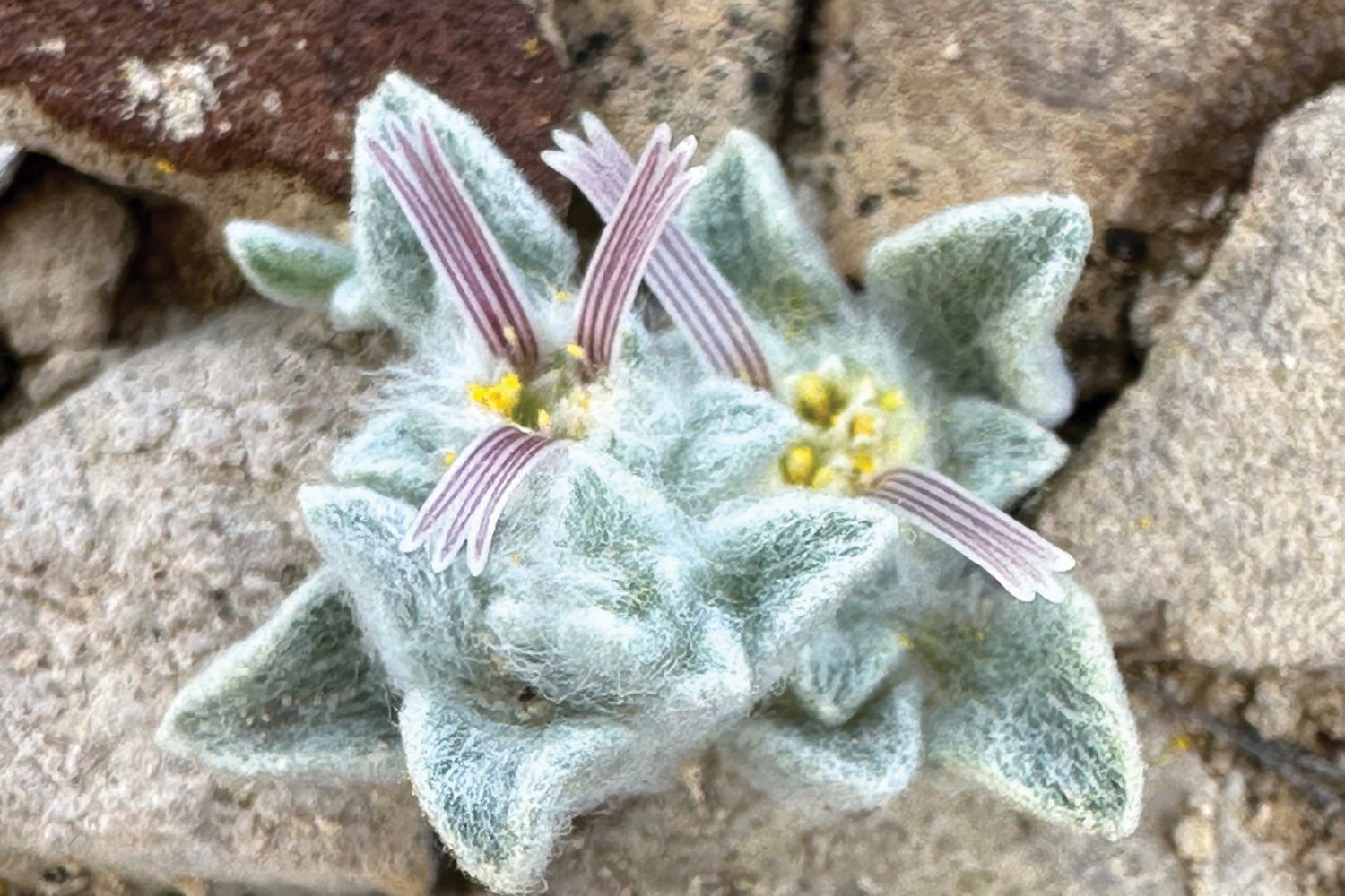 Pianta_Diavolo_Lanoso