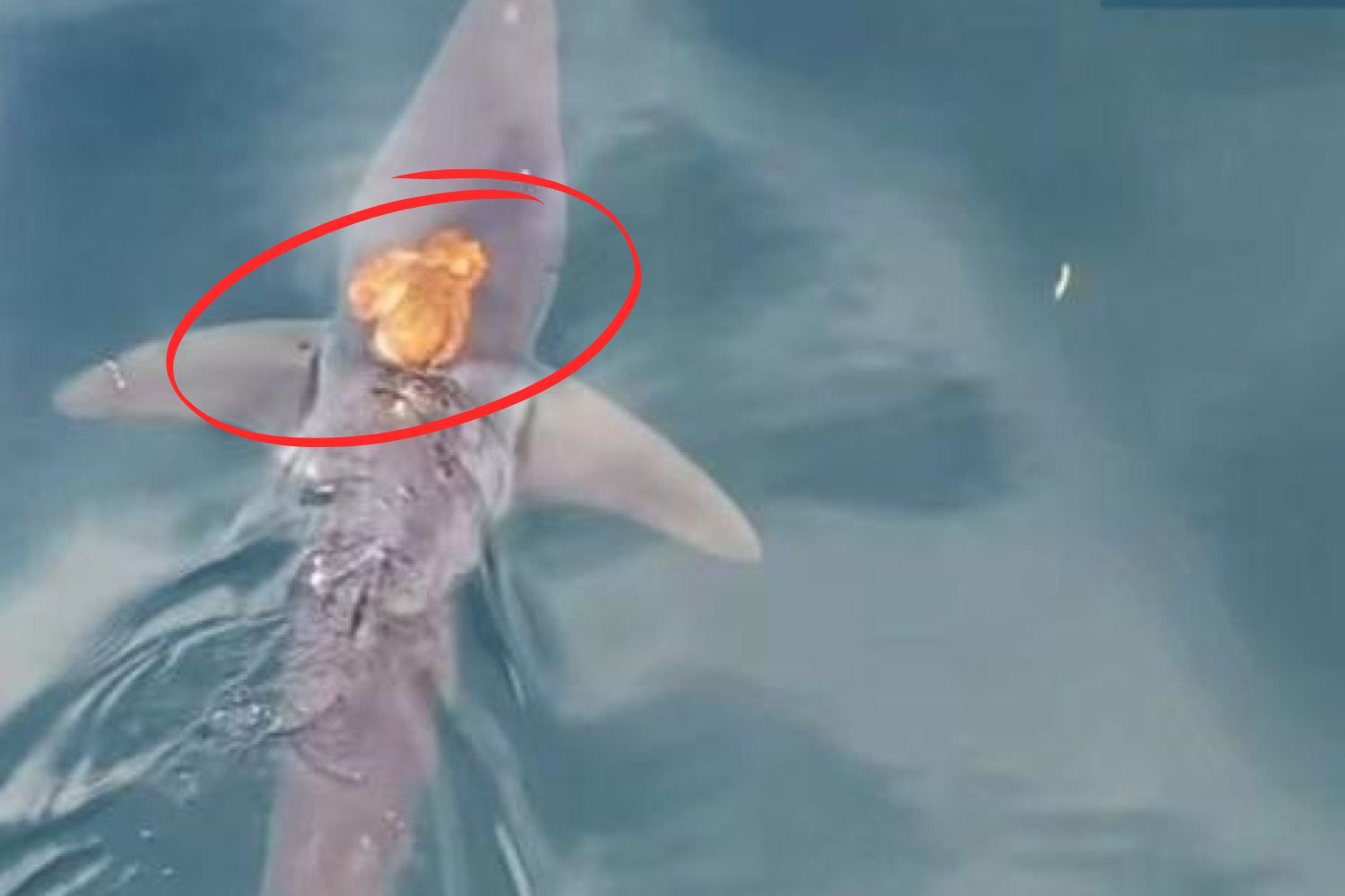 polpo cavalca squalo mako