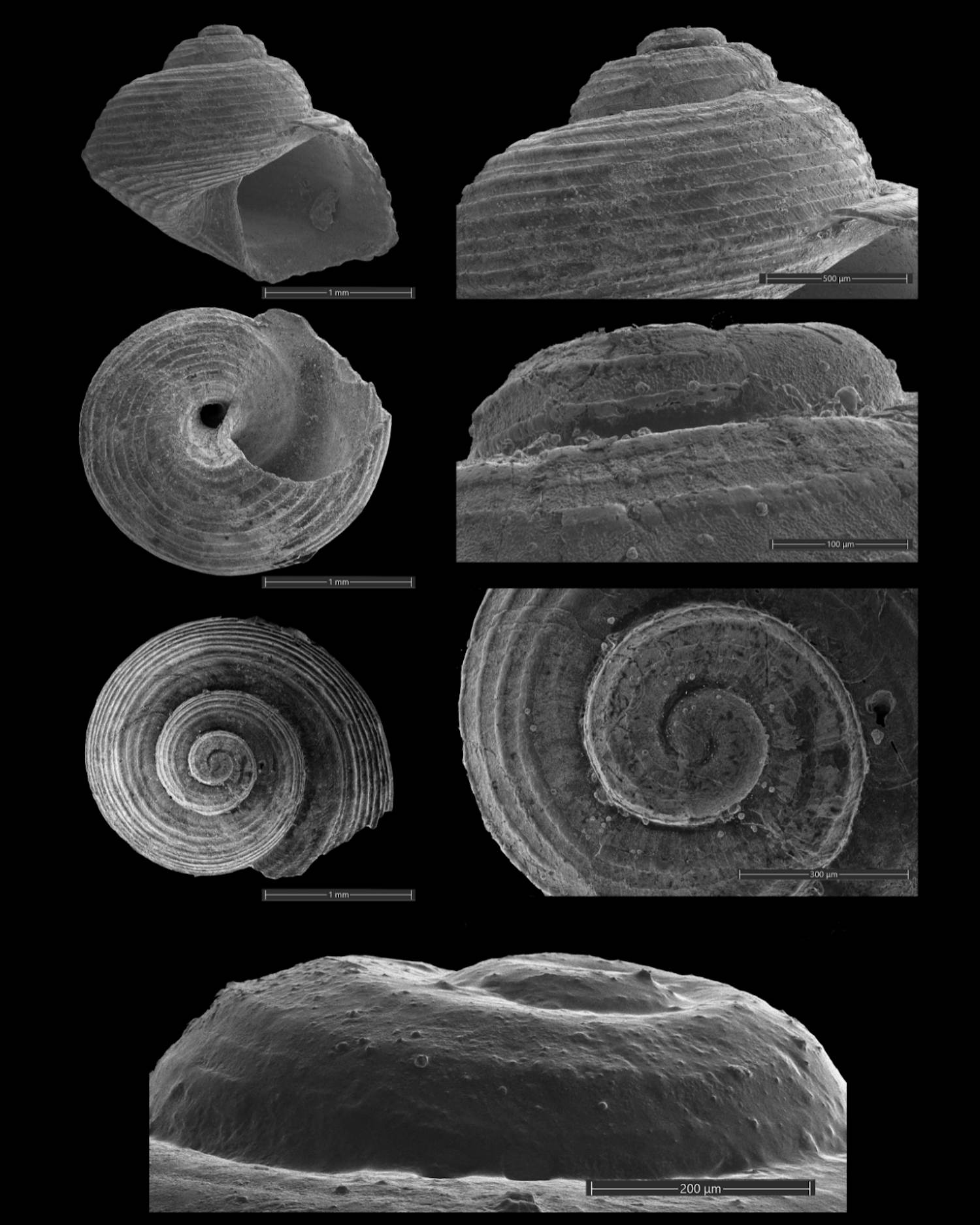 Nouvelles espèces de mollusques en Méditerranée