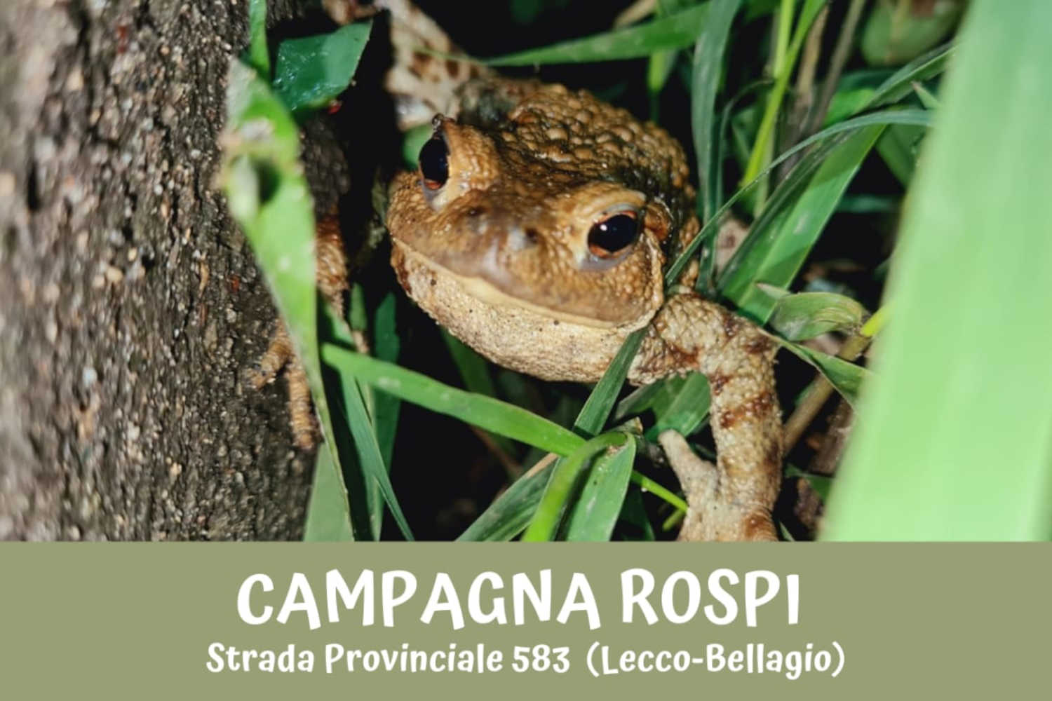 Salvare rospi