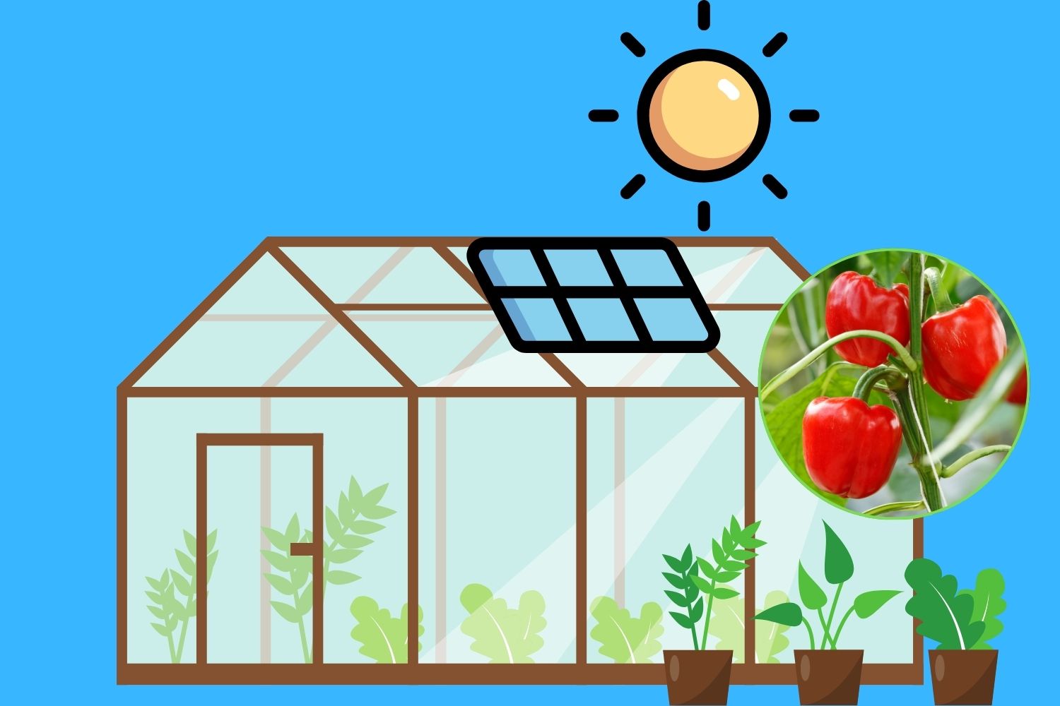Agrivoltaic: La serre photovoltaïque arrive qui produit de l'énergie et fait que les poivrons se développent bien