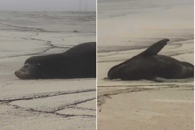 C'est l'alarme du lion marin en Californie: de nombreux spécimens malades et désorientés en raison d'une algue toxique