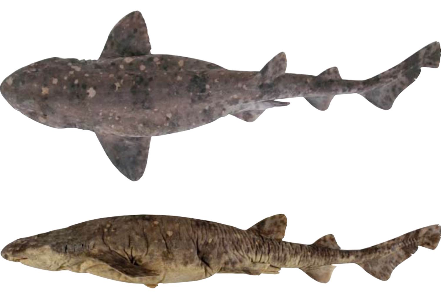 squalo dipinto identificato in natura