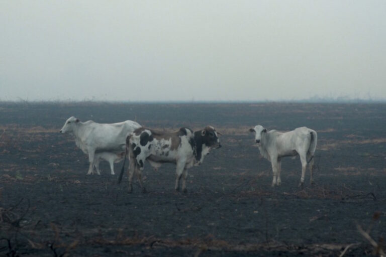 Dans le silence général, la plus grande entreprise de viande au monde continue de désamorcer l'Amazonie