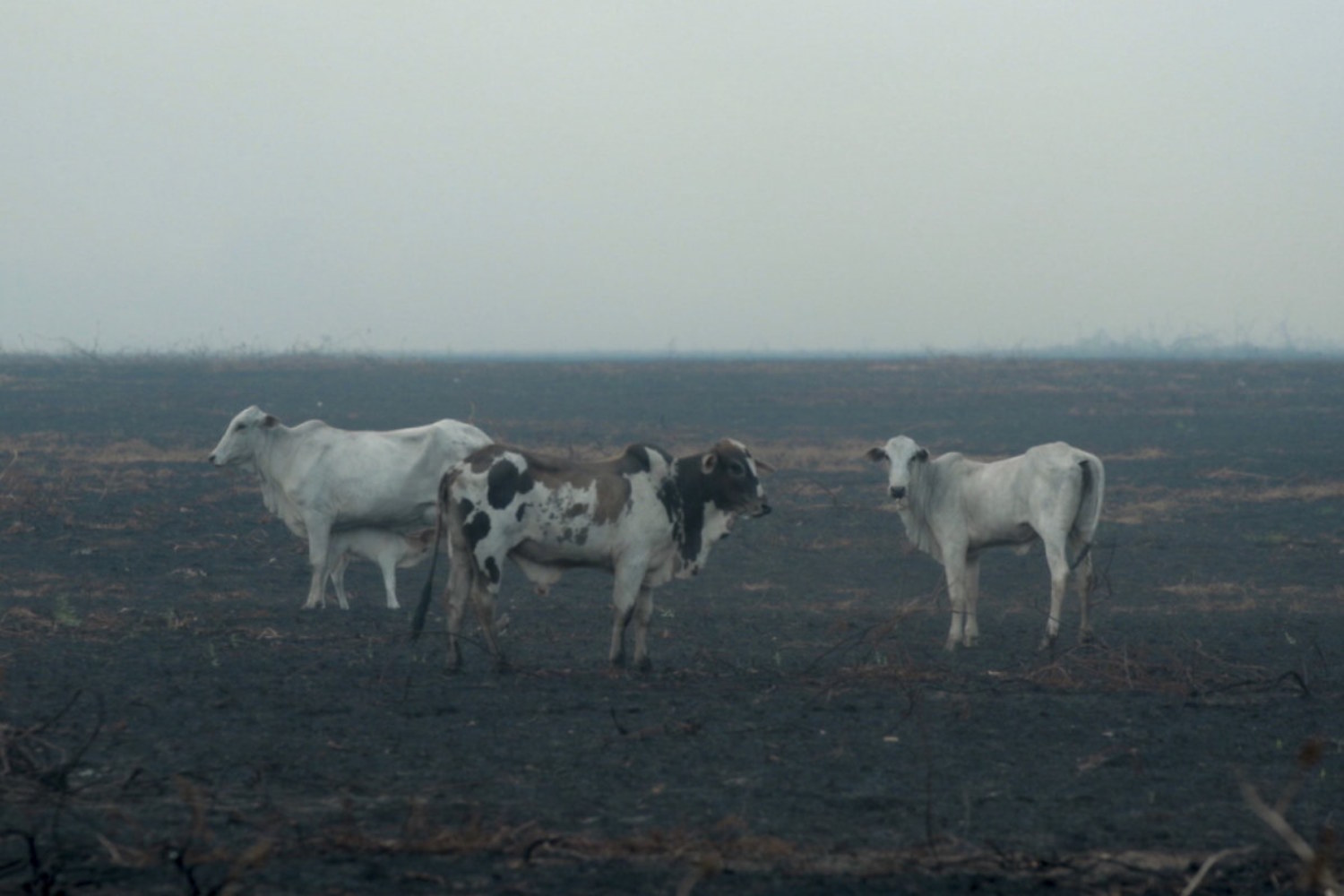deforestazione allevamenti brasile