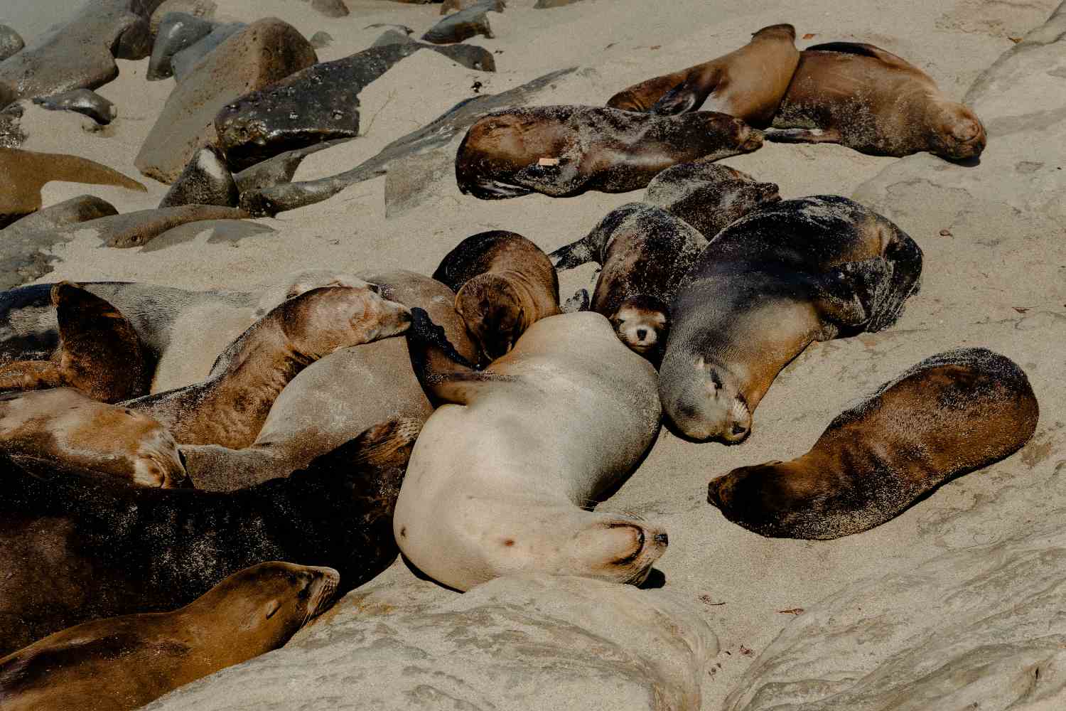 Commercio leoni marini