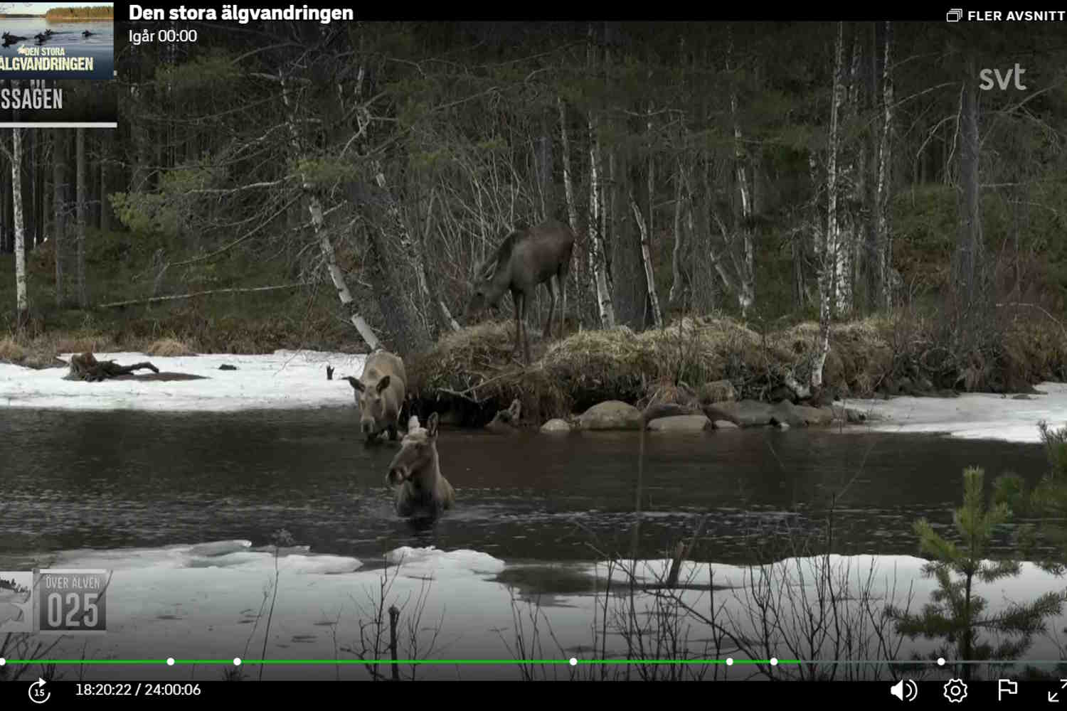 live streaming alci