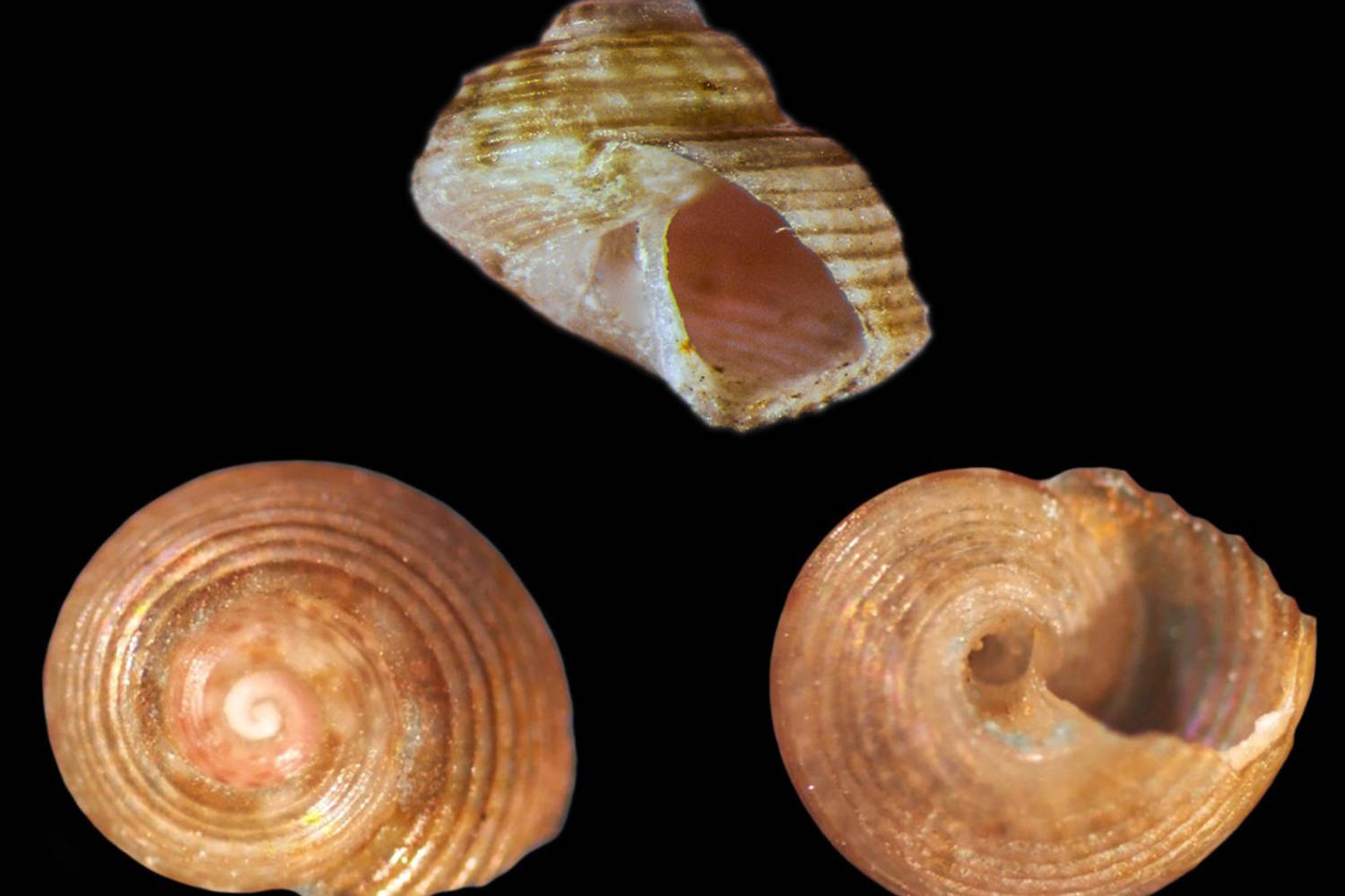 nuova specie di mollusco nel mediterraneo
