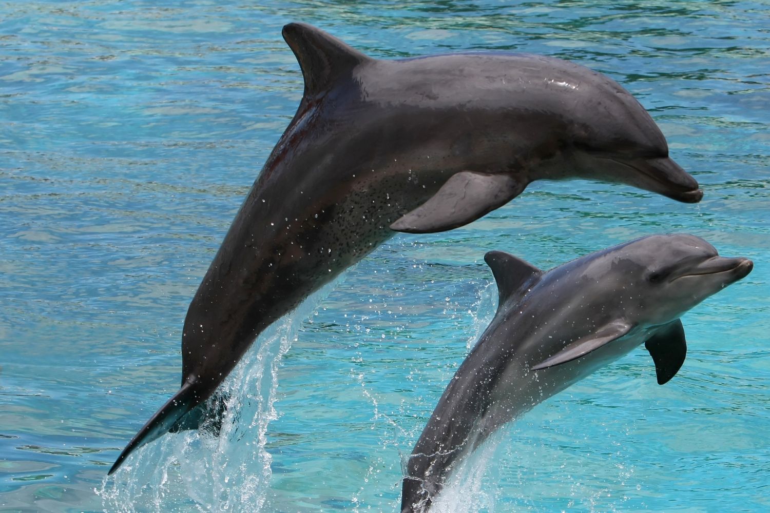 intelligenza artificiale linguaggio delfini