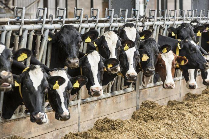 Fermes intensives, le vent change (enfin): ces 3 municipalités italiennes disent oui à la conversion