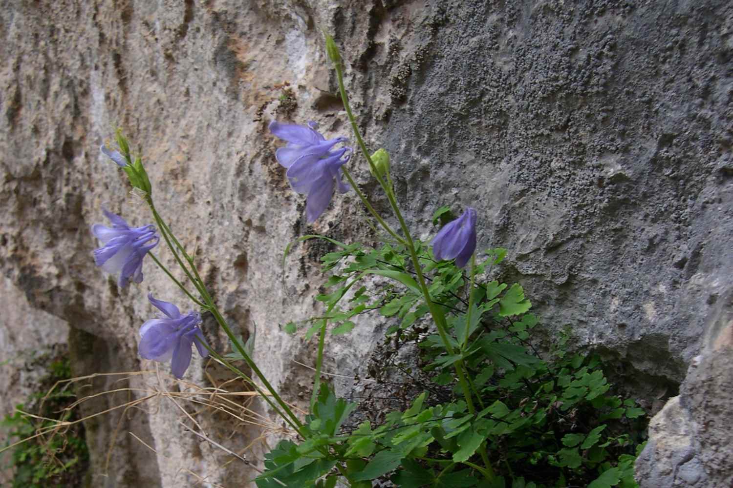 Aquilegia nugorensis
