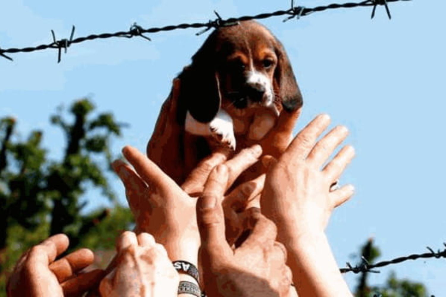 beagle green hill