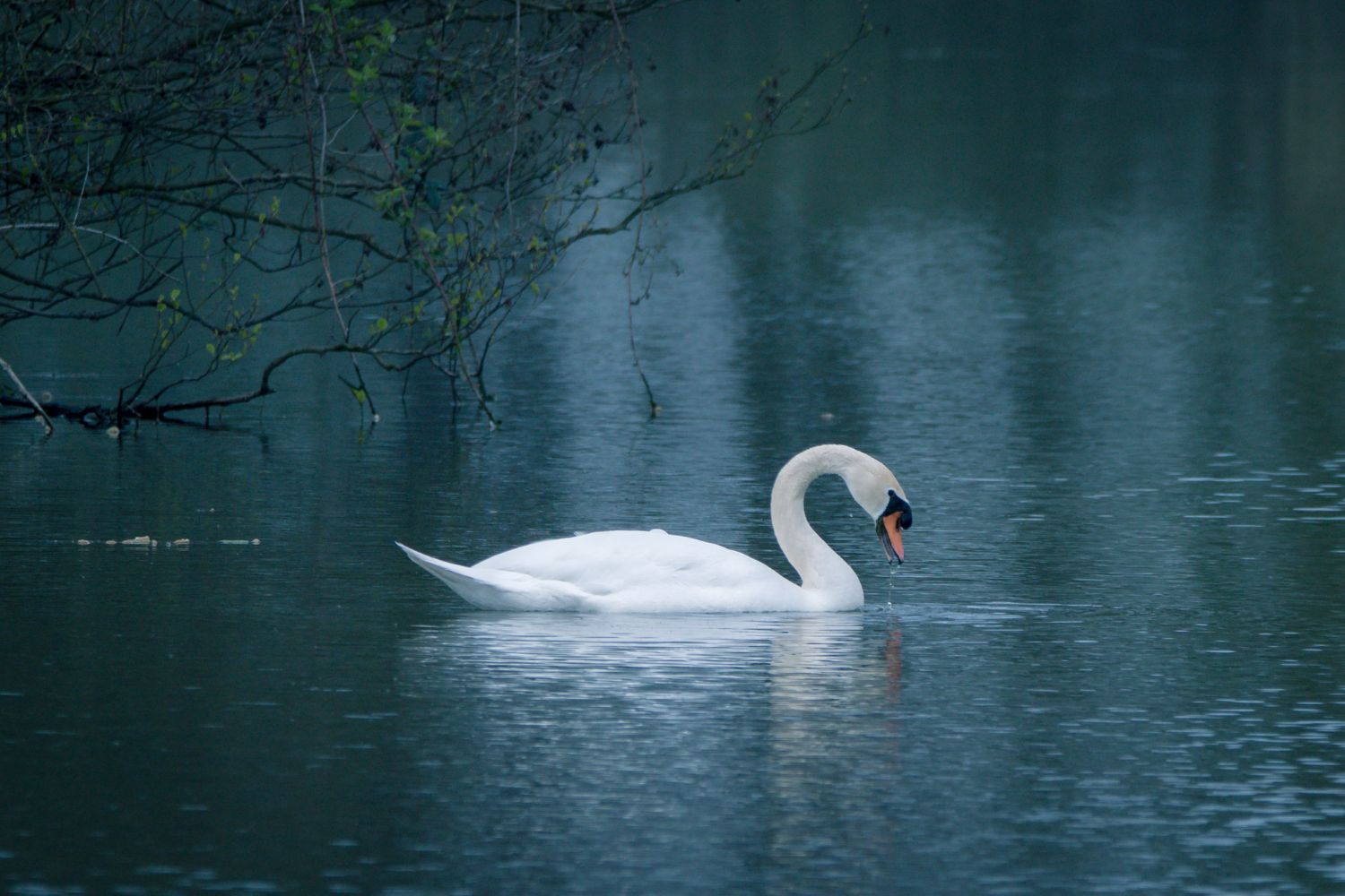 Horreur dans le lac Iseo, un cygne a été massacré de pierres et de bâtons