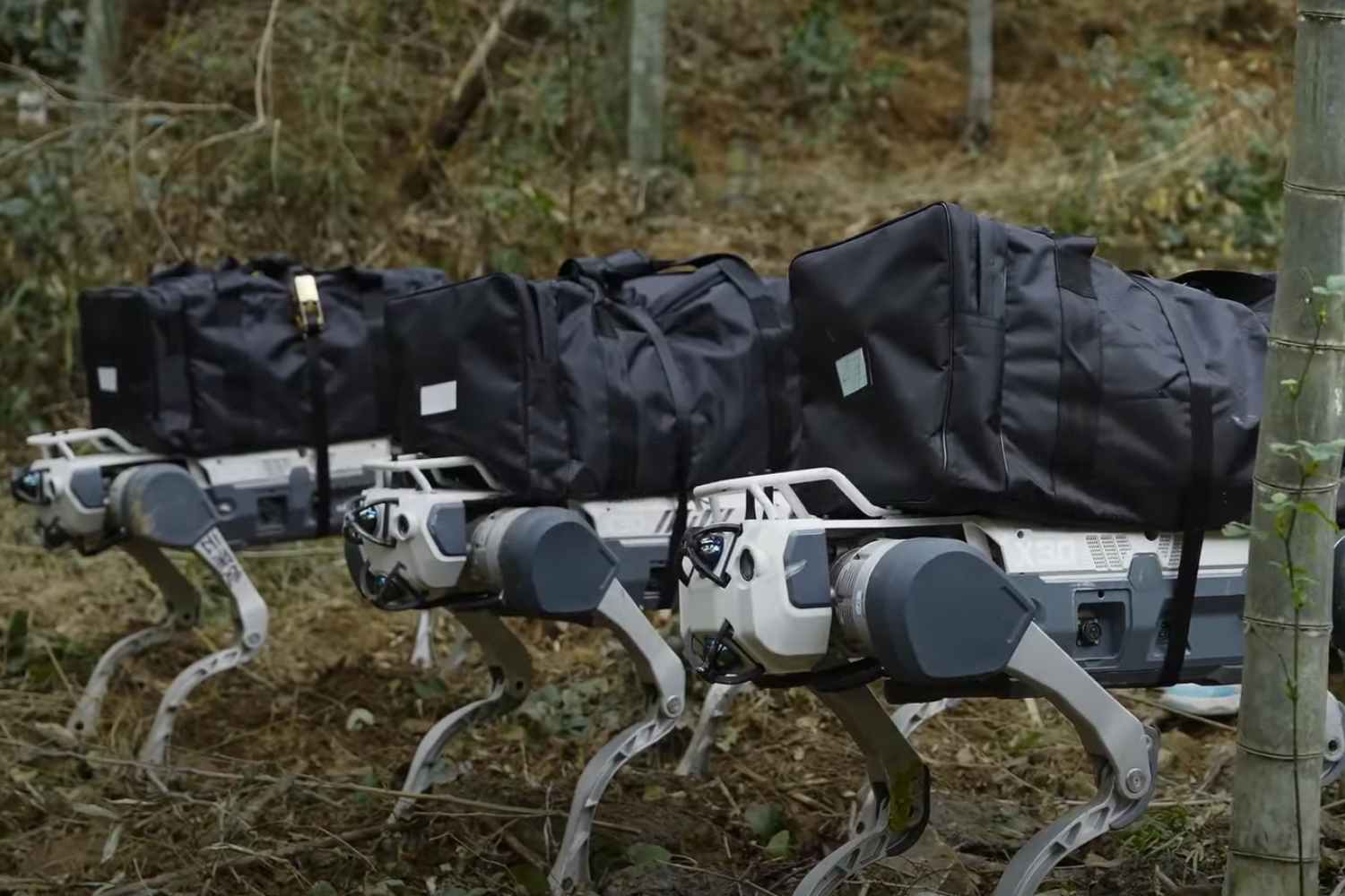 Cani robot