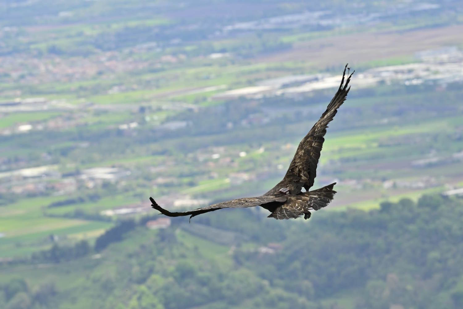 aquila reale ferita volo