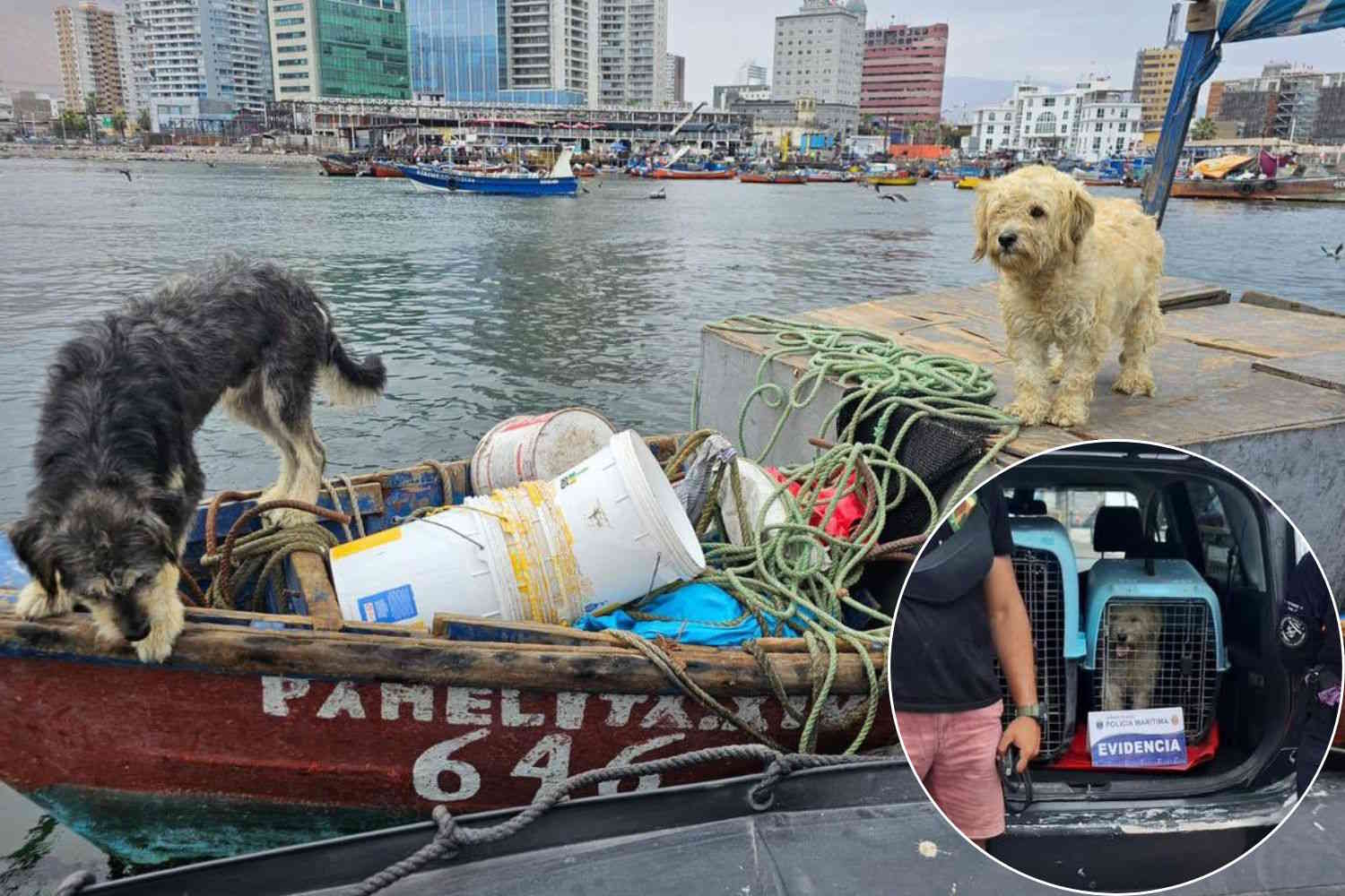 Le sauvetage déchirant de deux chiens abandonnés sur un bateau pendant plus d'une semaine